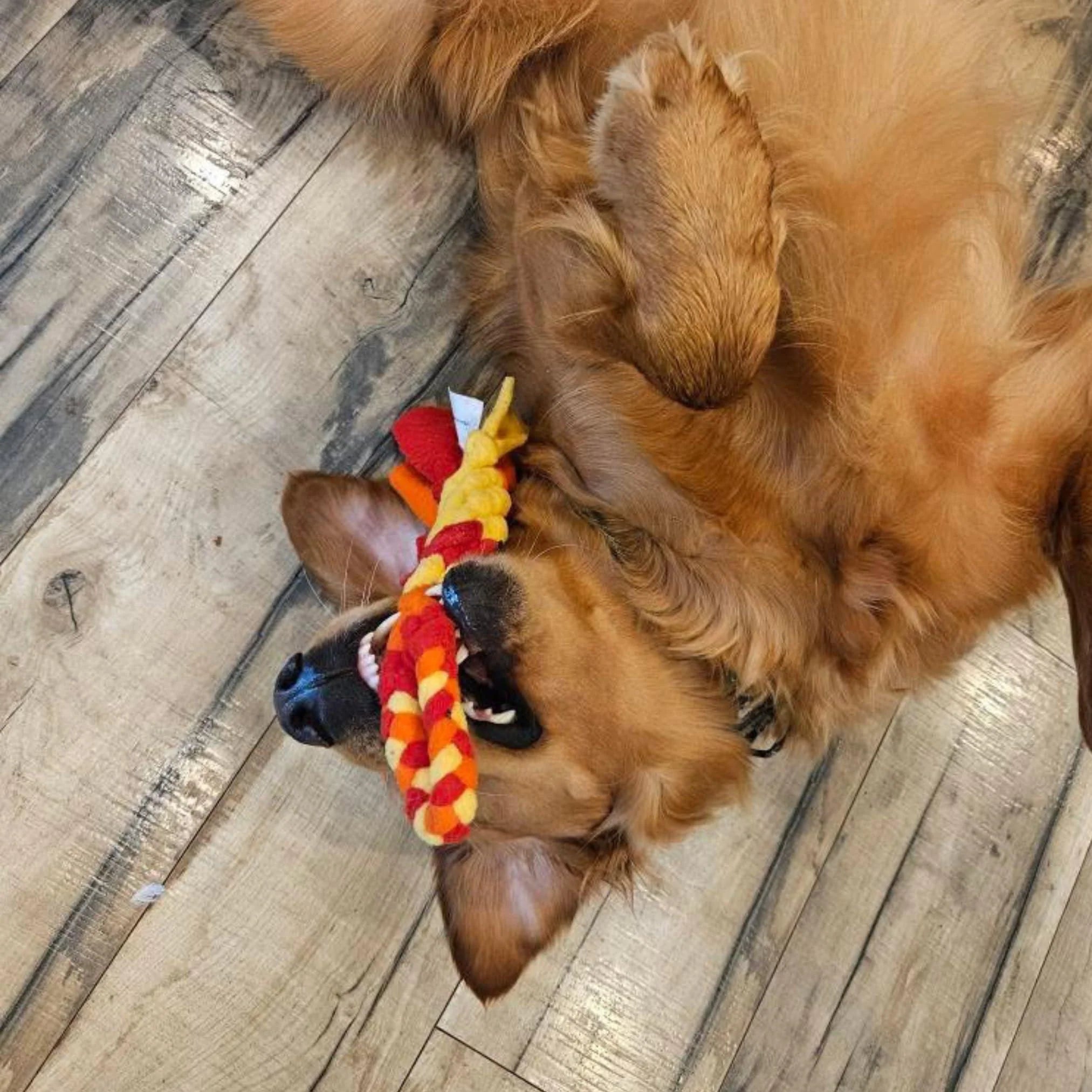 Orange Interactive Tug Toy for Dogs Mental Stimulation Toy Slow Play Treat Dispenser Brain Exercise for Puppies & Seniors Teething Relief Blue Orange Purple (Orange)
